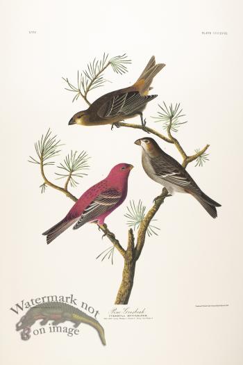 Pine Grosbeak